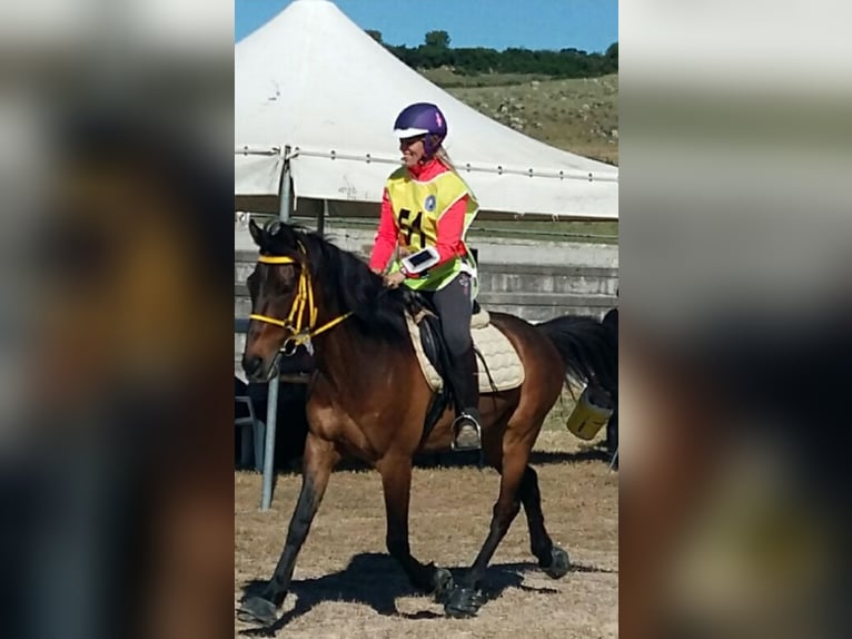 Anglo-arab Blandning Valack 13 år 155 cm Brun in Cannigione