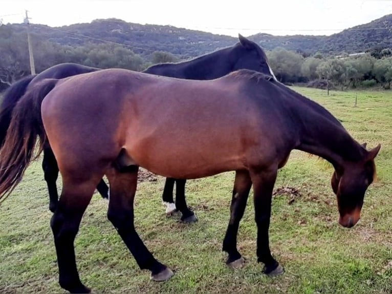 Anglo-arab Blandning Valack 13 år 155 cm Brun in Cannigione