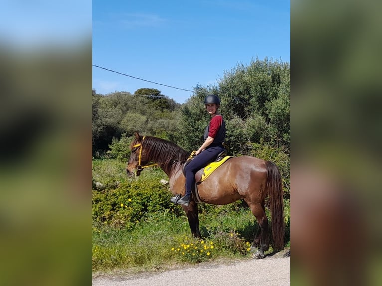 Anglo-arab Blandning Valack 13 år 155 cm Brun in Cannigione