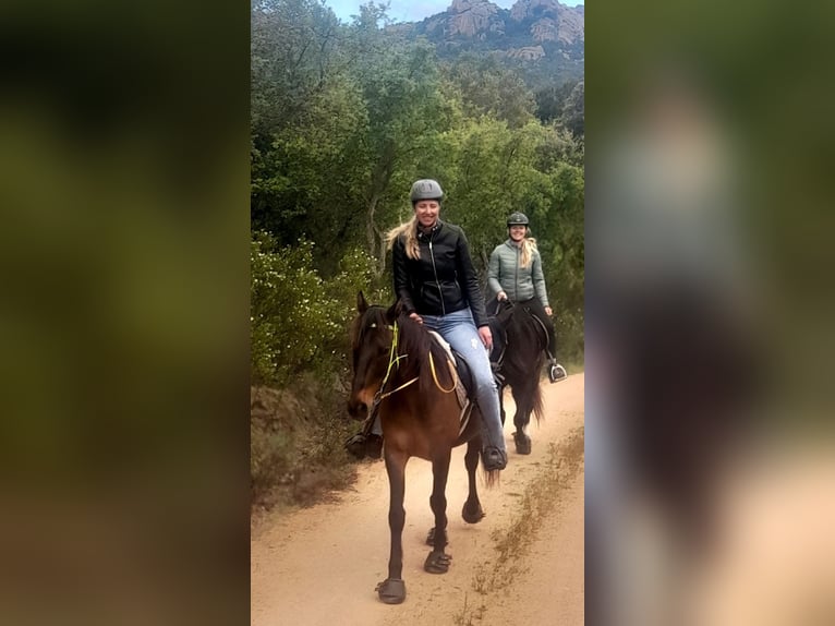 Anglo-arab Blandning Valack 13 år 155 cm Brun in Cannigione