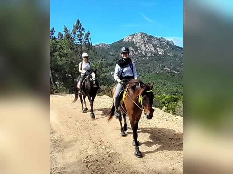 Anglo-arab Blandning Valack 13 år 155 cm Brun in Cannigione