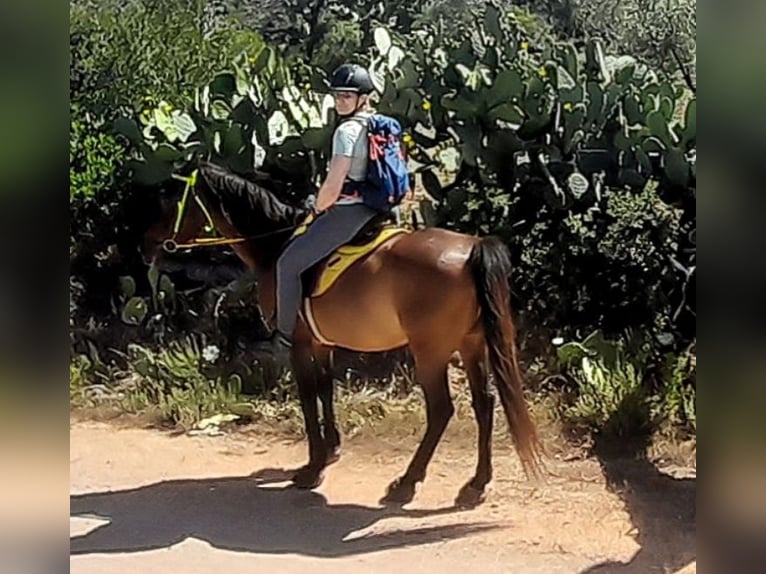 Anglo-arab Blandning Valack 13 år 155 cm Brun in Cannigione