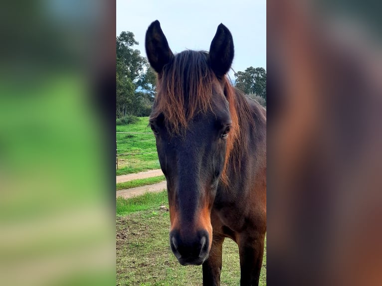 Anglo-arab Blandning Valack 13 år 155 cm Brun in Cannigione