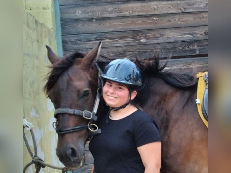 Anglo-arab Blandning Valack 13 år 155 cm Brun in Cannigione