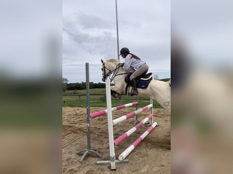 Anglo-arab Valack 14 år 158 cm Grå in Cornellà del Terri