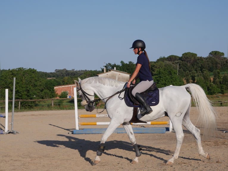 Anglo-arab Valack 14 år 158 cm Grå in Cornellà del Terri