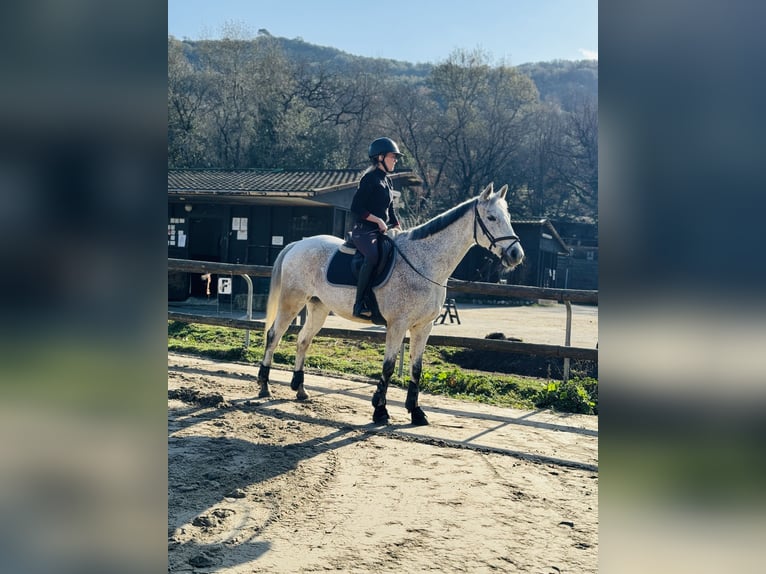 Anglo-arab Valack 14 år 160 cm Grå in Villeneuve-Loubet