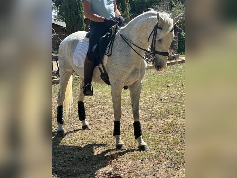 Anglo-arab Blandning Valack 15 år 161 cm Grå in Grajera