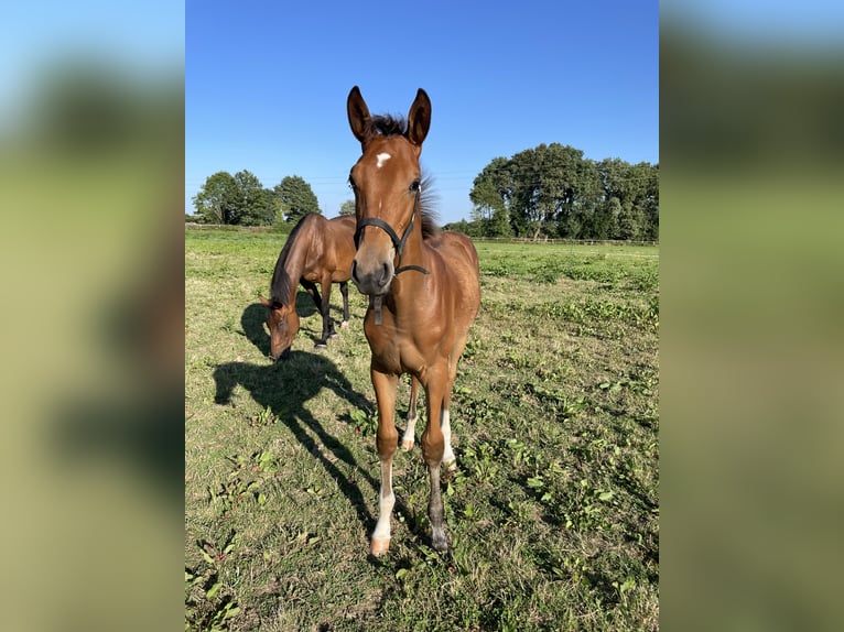 Anglo-arab Valack 1 år 160 cm Brun in Meslay du Maine