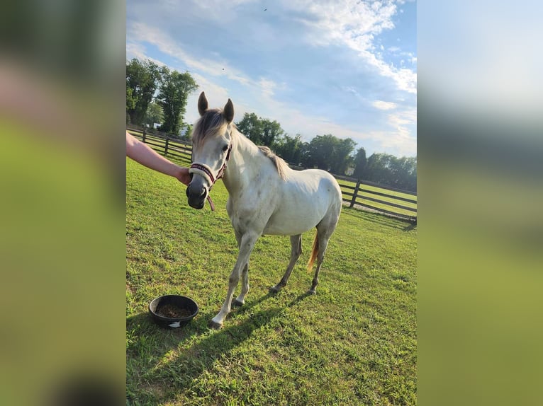 Anglo-arab Valack 3 år 142 cm Grå in Cherry hill NJ