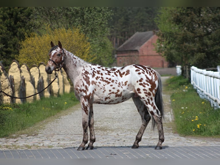 Anglo-arab Blandning Valack 3 år 165 cm Leopard-Piebald in Santok