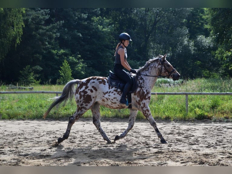 Anglo-arab Blandning Valack 3 år 165 cm Leopard-Piebald in Santok