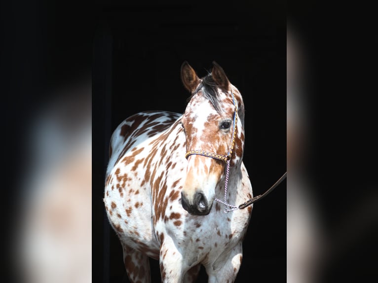 Anglo-arab Blandning Valack 3 år 165 cm Leopard-Piebald in Santok