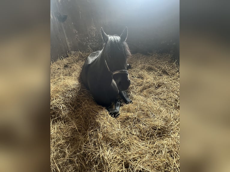 Anglo-arab Blandning Valack 4 år 132 cm Svart in Altenbach