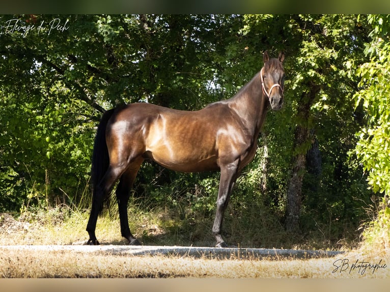 Anglo-arab Valack 4 år 160 cm Svart in Fontanes