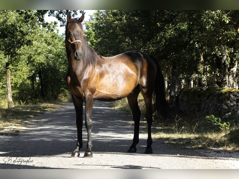 Anglo-arab Valack 4 år 160 cm Svart in Fontanes