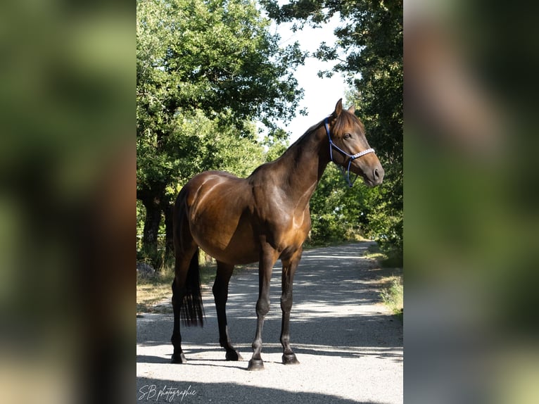 Anglo-arab Valack 4 år 160 cm Svart in Fontanes