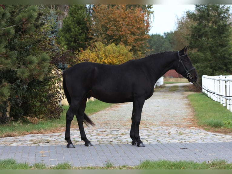 Anglo-arab Valack 4 år 162 cm Rökfärgad svart in Santok