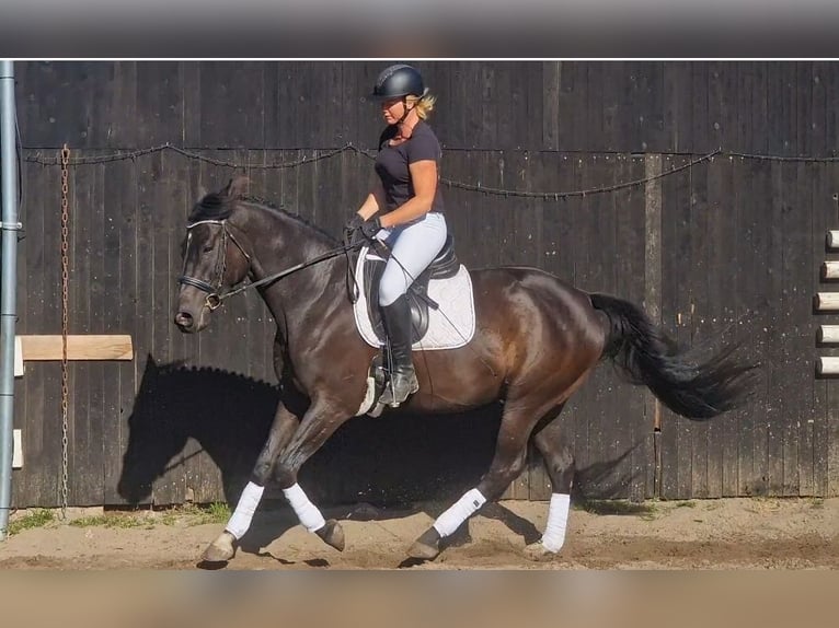 Anglo-arab Valack 5 år 165 cm Mörkbrun in Wangelau