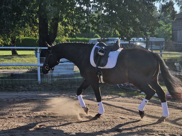 Anglo-arab Valack 5 år 165 cm Mörkbrun in Wangelau