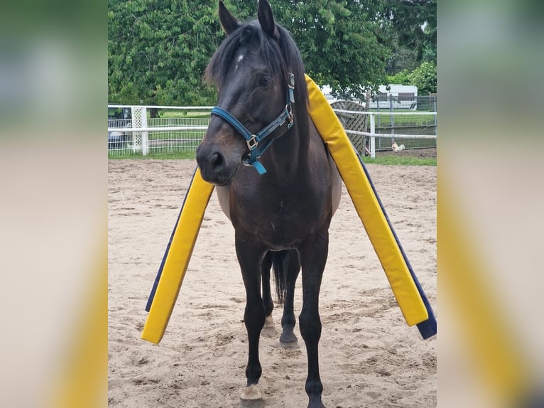 Anglo-arab Valack 5 år 165 cm Mörkbrun in Wangelau