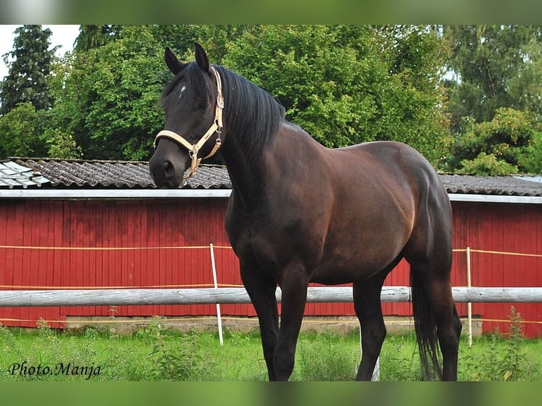 Anglo-arab Valack 5 år 165 cm Mörkbrun in Wangelau