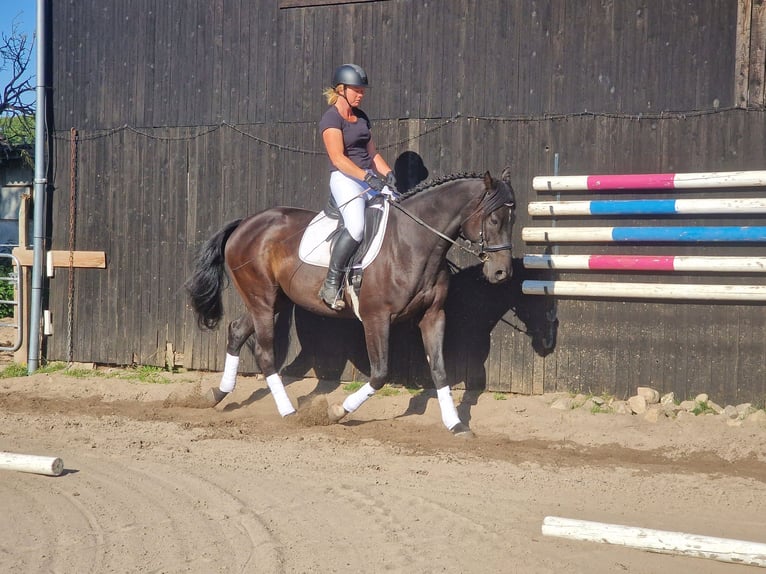 Anglo-arab Valack 5 år 165 cm Mörkbrun in Wangelau