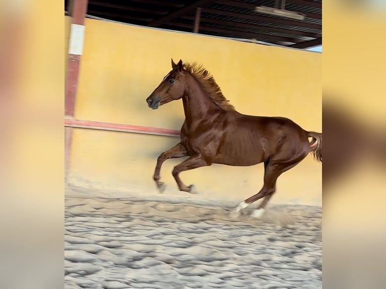 Anglo-arab Valack 6 år 164 cm fux in Castellon De La Plana/Castello De La Pla