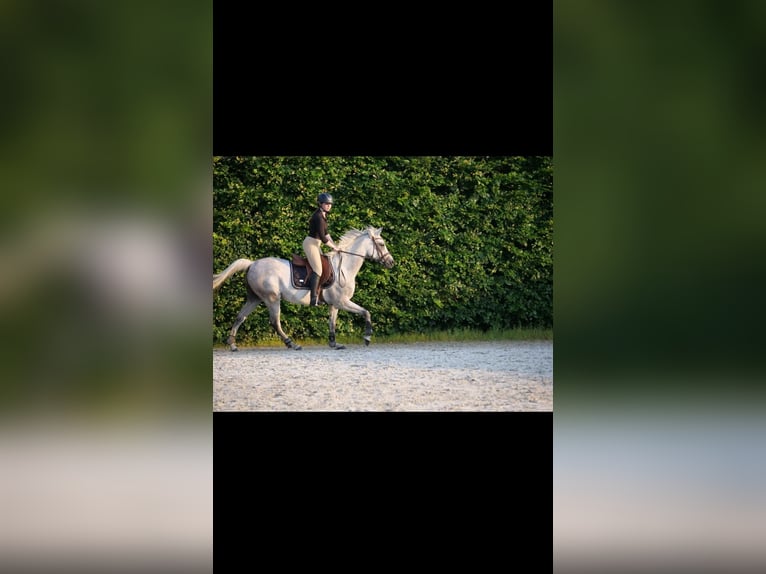 Anglo-arab Valack 7 år 153 cm Grå in Breendonk