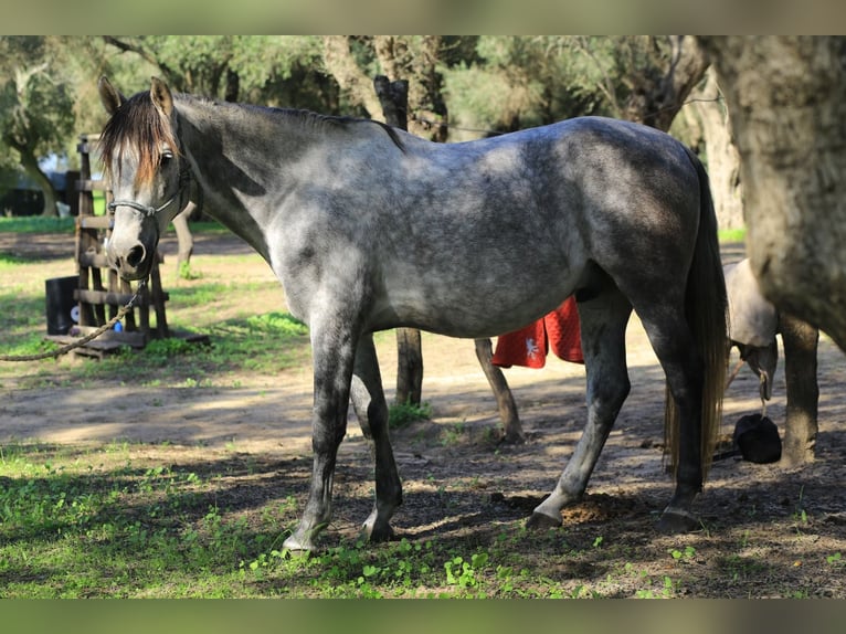 Anglo-arab Blandning Valack 8 år 153 cm Gråskimmel in Vejer de la Frontera