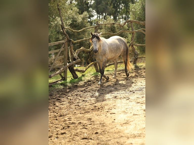 Anglo-arab Blandning Valack 8 år 153 cm Gråskimmel in Vejer de la Frontera