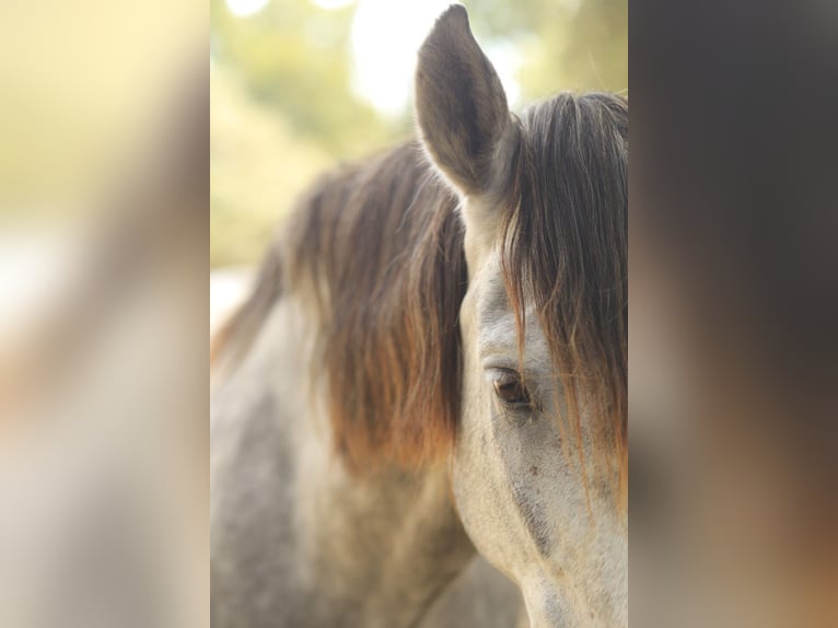 Anglo-arab Blandning Valack 8 år 153 cm Gråskimmel in Vejer de la Frontera