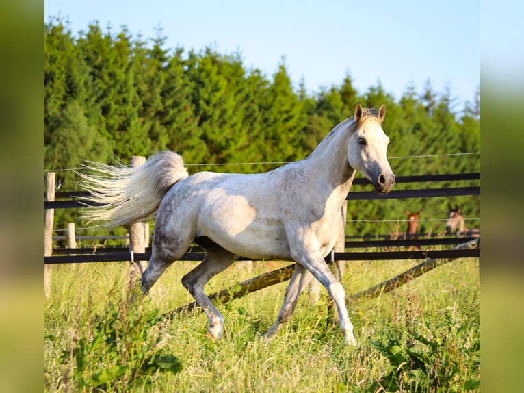 Anglo árabe Caballo castrado 10 años 154 cm Tordo in Moulin du ruy