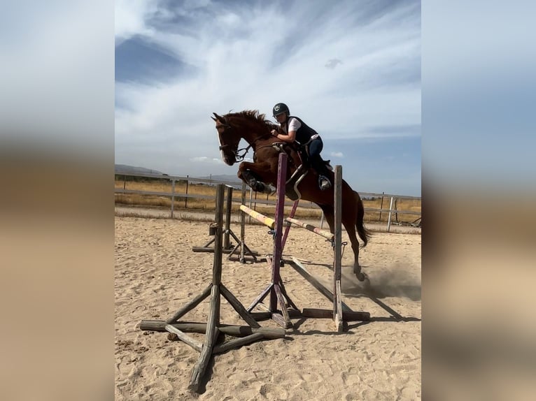 Anglo árabe Caballo castrado 10 años 160 cm Alazán in Ávila