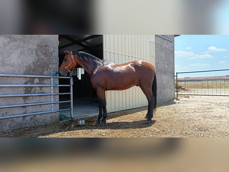 Anglo árabe Mestizo Caballo castrado 10 años 163 cm Castaño in Cantimpalos