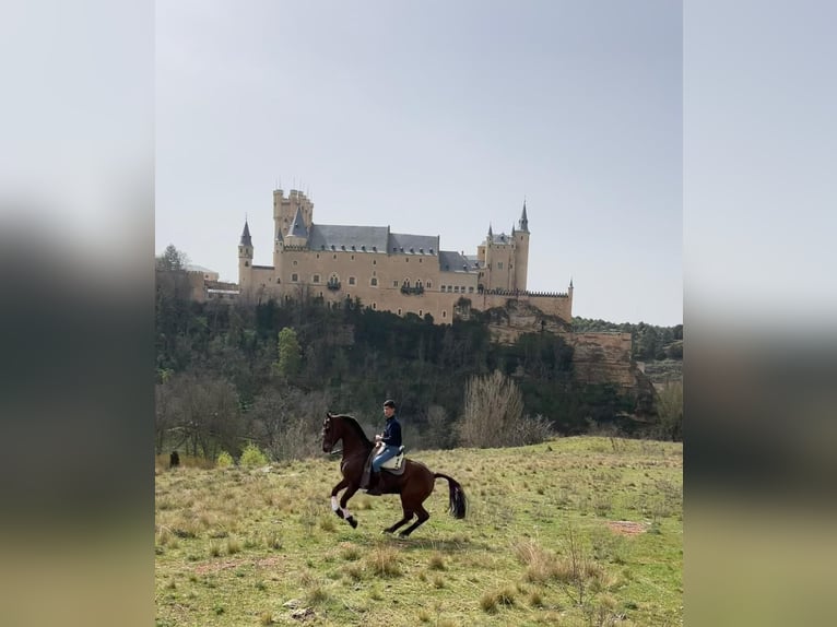 Anglo árabe Mestizo Caballo castrado 10 años 163 cm Castaño in Cantimpalos