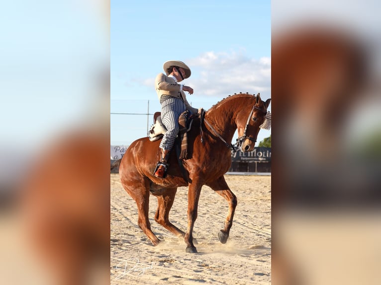 Anglo árabe Caballo castrado 10 años 164 cm Castaño in Galaroza (Huelva)