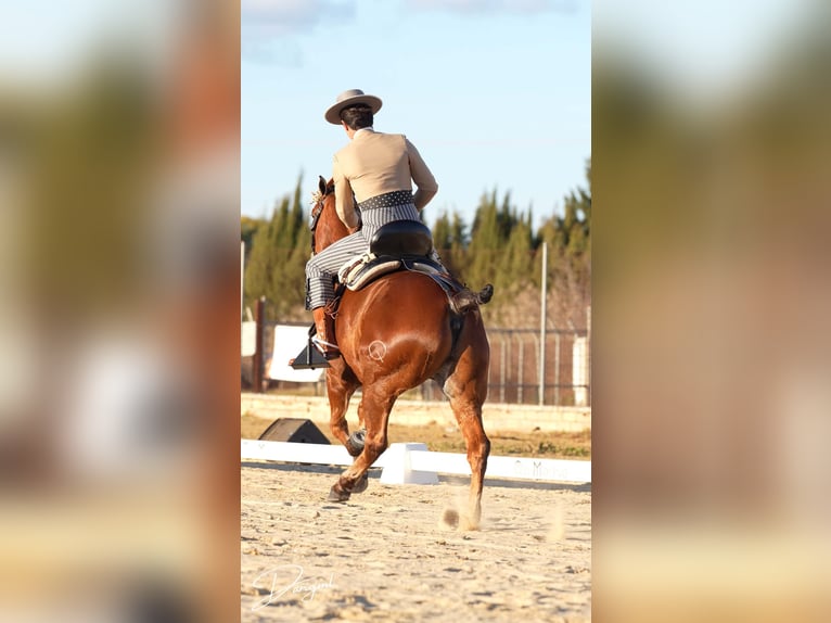 Anglo árabe Caballo castrado 10 años 164 cm Castaño in Galaroza (Huelva)