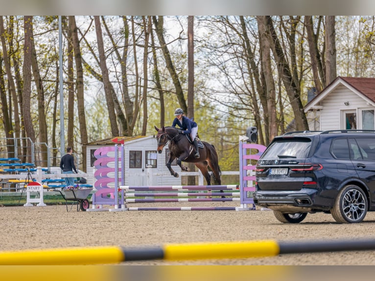 Anglo árabe Caballo castrado 10 años 172 cm Castaño oscuro in Biskupiec