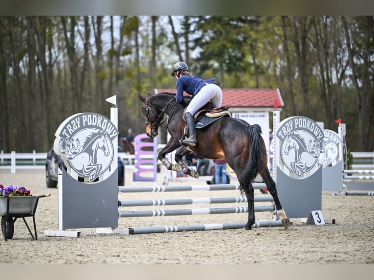 Anglo árabe Caballo castrado 10 años 172 cm Castaño oscuro in Biskupiec