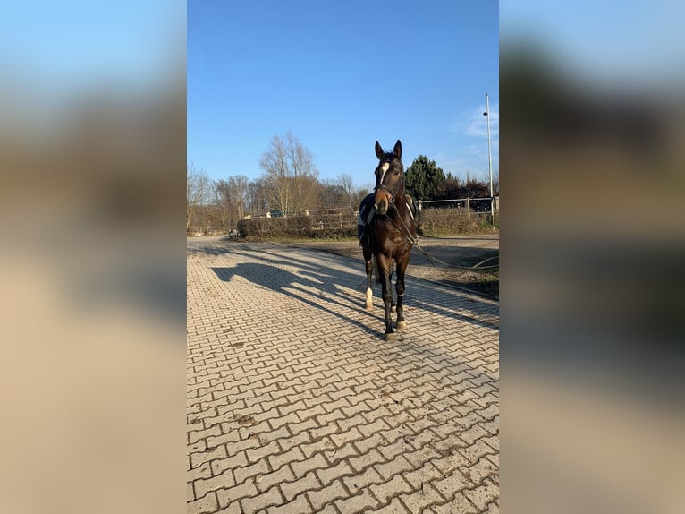 Anglo árabe Caballo castrado 10 años 172 cm Castaño oscuro in Biskupiec