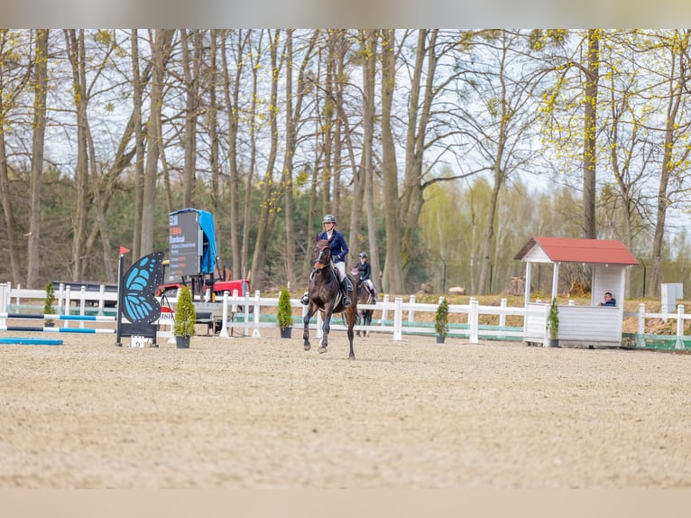 Anglo árabe Caballo castrado 10 años 172 cm Castaño oscuro in Biskupiec