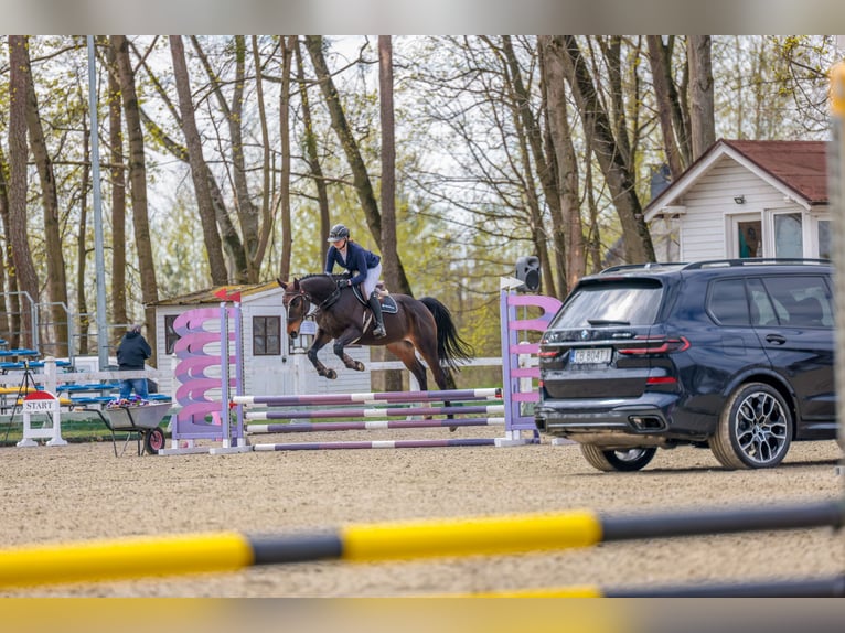 Anglo árabe Caballo castrado 10 años 172 cm Castaño oscuro in Biskupiec
