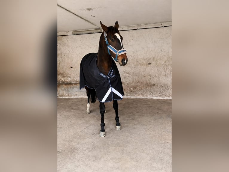 Anglo árabe Caballo castrado 10 años 172 cm Castaño oscuro in Biskupiec