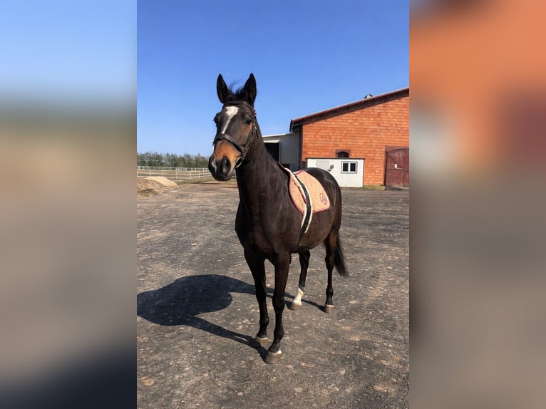 Anglo árabe Caballo castrado 10 años 172 cm Castaño oscuro in Biskupiec