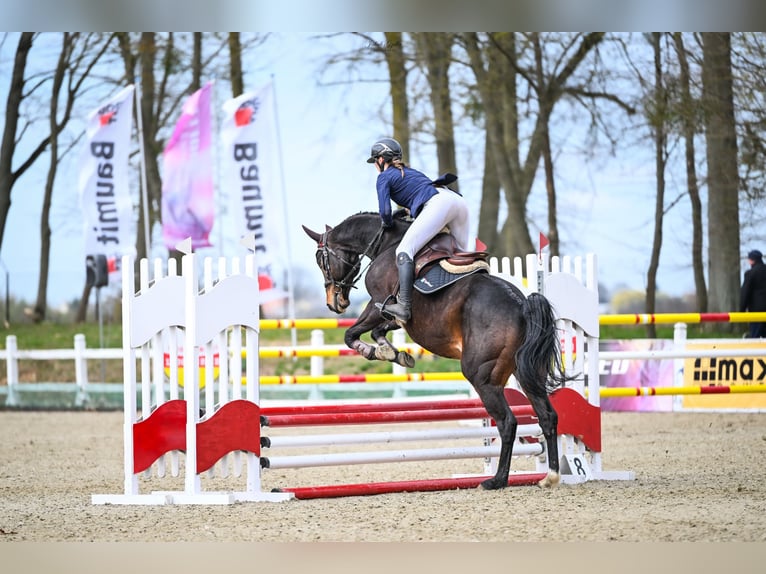 Anglo árabe Caballo castrado 10 años 172 cm Castaño oscuro in Biskupiec