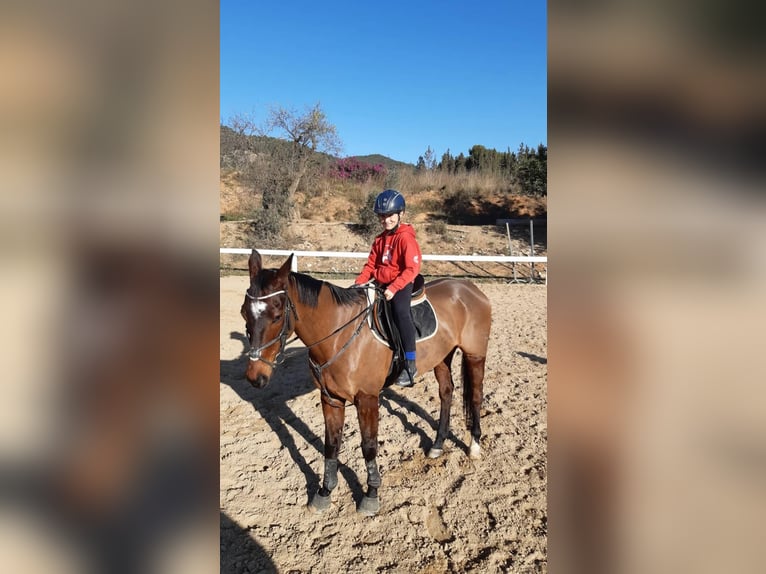 Anglo árabe Caballo castrado 10 años Castaño oscuro in Sant Just Desvern