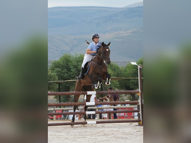 Anglo árabe Caballo castrado 10 años Castaño oscuro in Sant Just Desvern