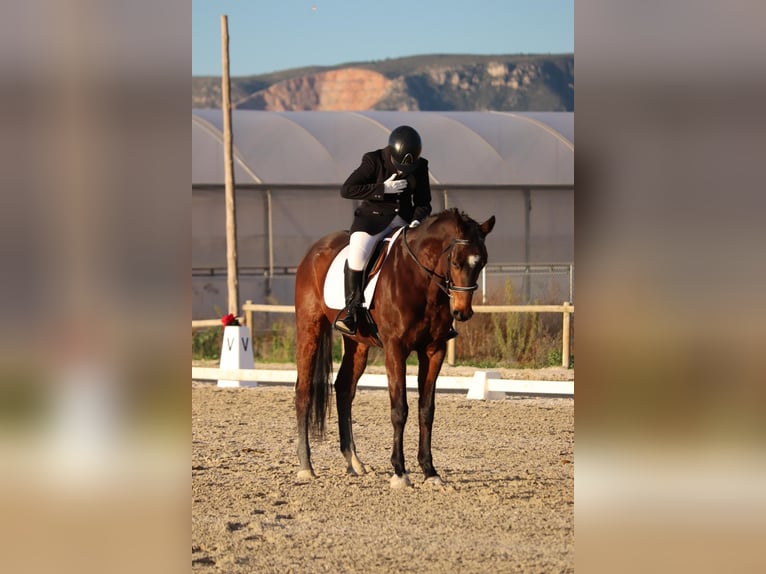 Anglo árabe Caballo castrado 10 años Castaño oscuro in Sant Just Desvern