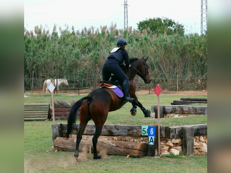 Anglo árabe Caballo castrado 10 años Castaño oscuro in Sant Just Desvern